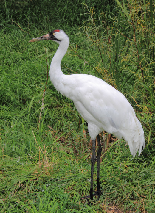 The endangered whooping crane is the tallest bird in North America