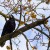A solitary crow Author: O mores, Street photography A solitary crow Author: O mores, Street photography