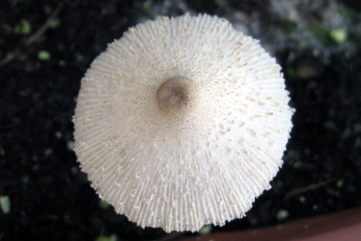 I love the texture on this mushroom. It almost sparkles as the light reflects of the little ridges.