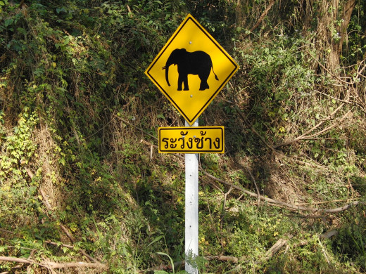 The dreaded elephant crossing.