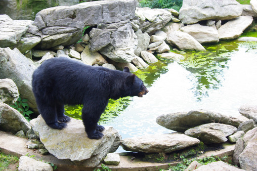 This black bear is relatively calm as it is in an enclosed sanctuary at Grandfather Mountain in North Carolina.