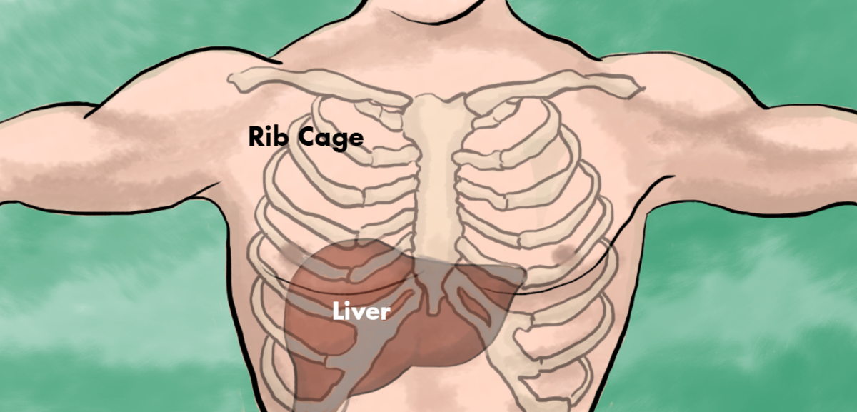 Liver Pain: Location, Causes and Treatment | hubpages