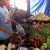 Photo Source: Ireno A. Alcala She's weighing the veggie item bought by an early-morn customer. Photo Source: Ireno A. Alcala She's weighing the veggie item bought by an early-morn customer.
