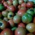 Photo Source: Ireno A. Alcala Half-ripen tomatoes Photo Source: Ireno A. Alcala Half-ripen tomatoes