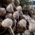Photo Source: Ireno A. Alcala Singkamas or turnips Photo Source: Ireno A. Alcala Singkamas or turnips