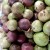 Photo Source: Ireno A. Alcala Star Apple Photo Source: Ireno A. Alcala Star Apple