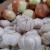 Photo Source: Ireno A. Alcala Garlic and Onion Photo Source: Ireno A. Alcala Garlic and Onion