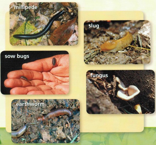 Living organisms in soil