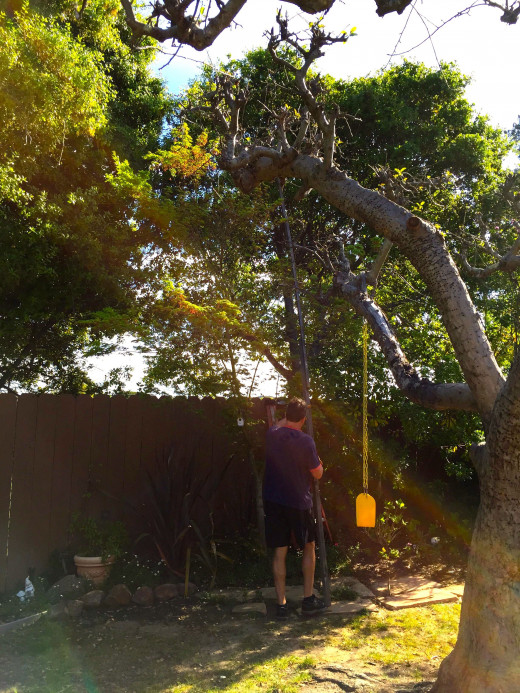 It was very hard to navigate this twenty foot pole through our garden, and even harder to get it up to the top of the tree where the drone was lodged.