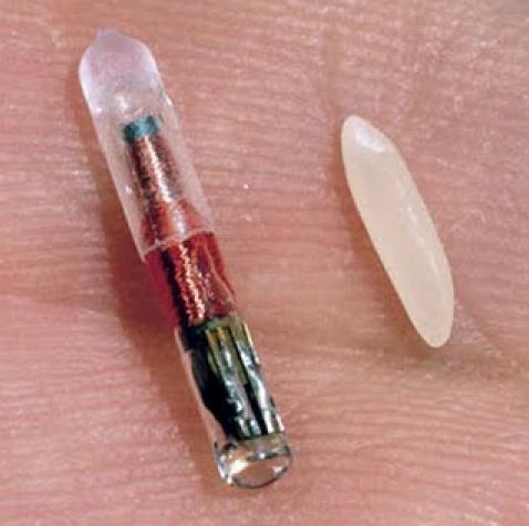 The RFID chip compared to a grain of rice.