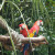 There are many different tropical birds that are found along the paths near Discovery Island