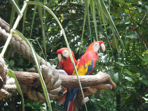 There are many different tropical birds that are found along the paths near Discovery Island