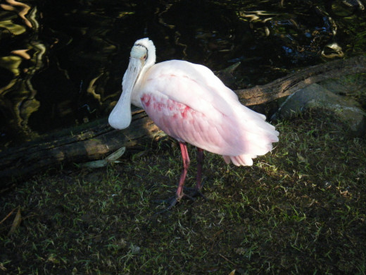 Spoonbills are one of my absolute favorites.