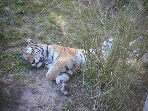 This sleepy tiger is just one of the many animals that you will find along the various nature treks throughout the park.