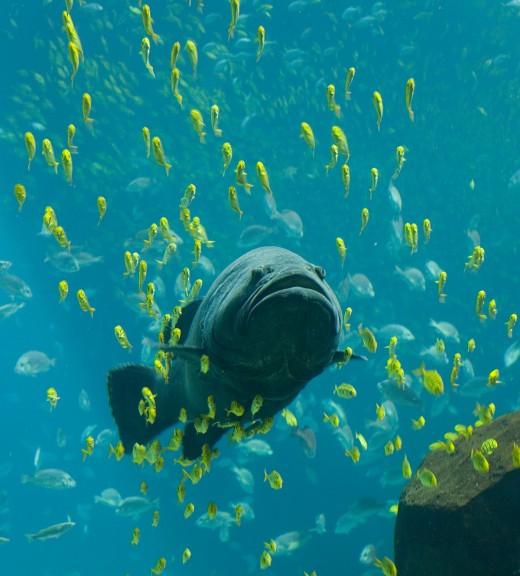 A large private aquarium can take a great deal of time and effort to set up and maintain, but its unique beauty will be worth it.