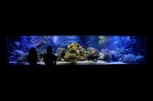 You can create a private aquarium as large and elaborate as your budget and available space will allow.