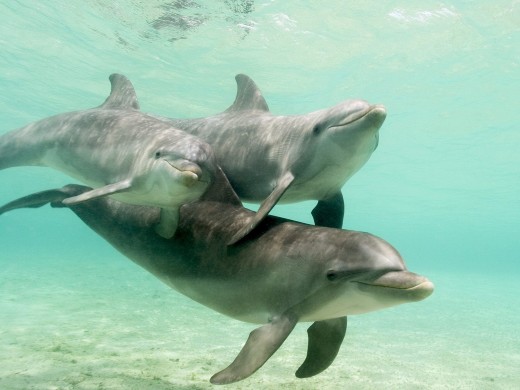 Dolphins in the Caribbean