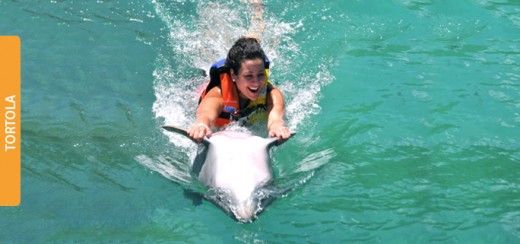 Swim with dolphins in the Caribbean