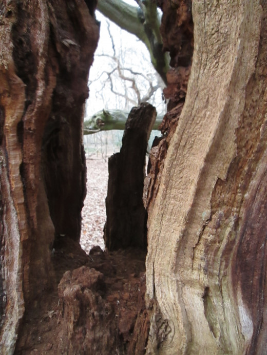 Close-up of one of the trees that's fallen victim to old age and the elements, almost as if carved