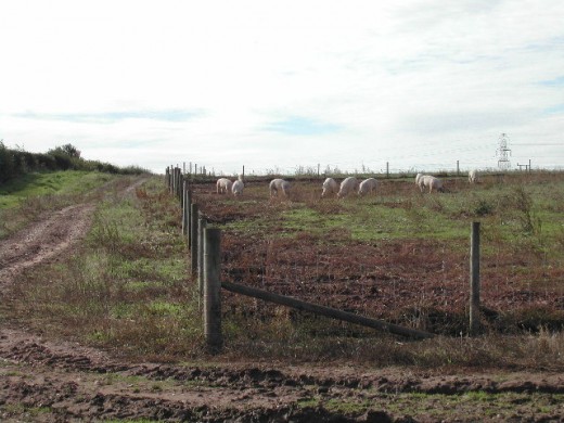 A free range pig farm.  These conditions are optimal for both pigs and the humans.