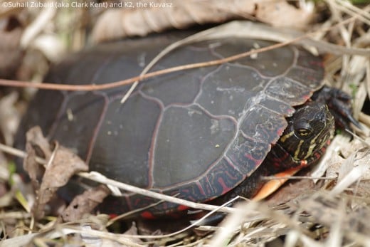 Wildlife like this painted turtle are frequently seen basking near waterbodies by April.