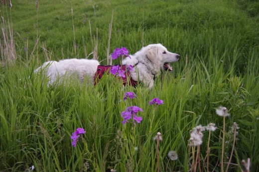 By mid-spring, flowers are in full bloom.