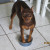 Ok, its time to eat, can't you see I have my feet in my dish? Ok, its time to eat, can't you see I have my feet in my dish?