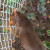 I can reach that if I can only get through this fence. I can reach that if I can only get through this fence.