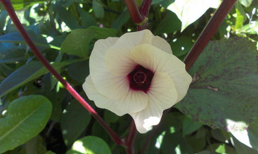 Okra "Burgundy" flower