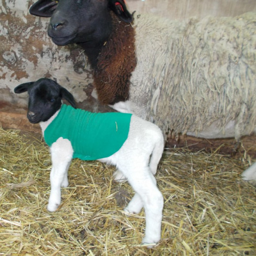 Lamb in a polar fleece coat. 