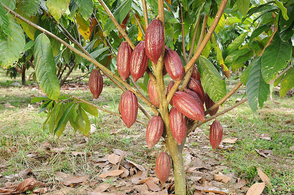 Cacao grows on trees!