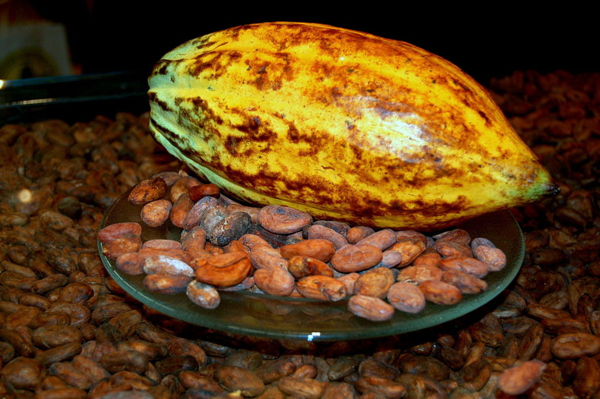 Inside the pod: cacao beans. Coffee also comes form beans!