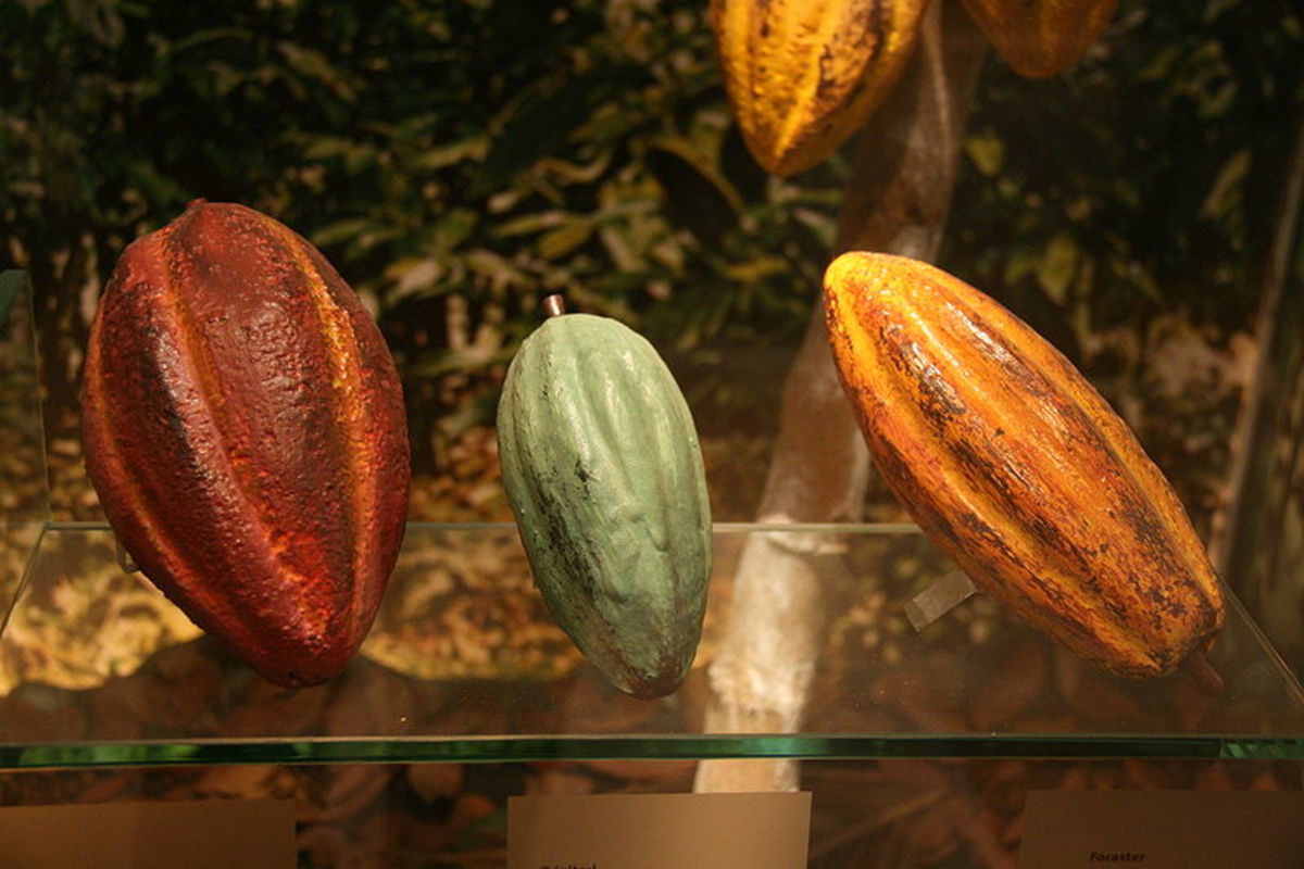 A variety of cacao pods.