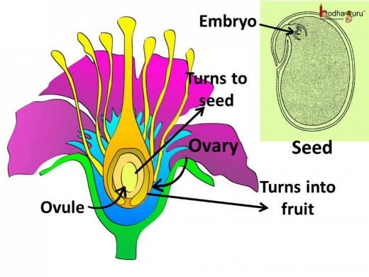 Reproduction in plants
