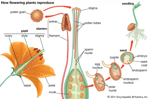 Reproduction in plants