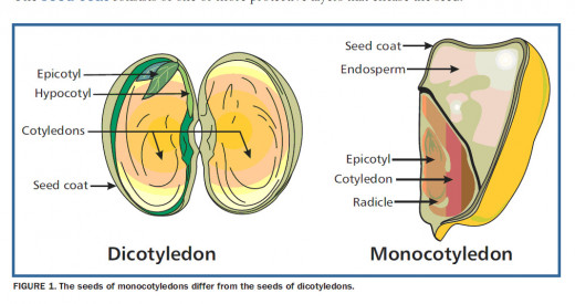 Reproduction in plants | hubpages