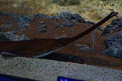 Japanese Saw Shark