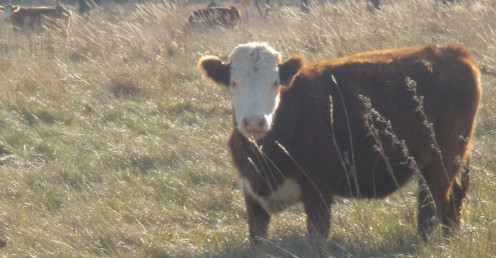 Stock cattle