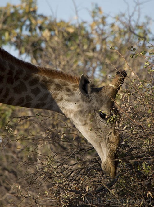 Get close to the animals on a walking safari. Photo: Matt Feierabend