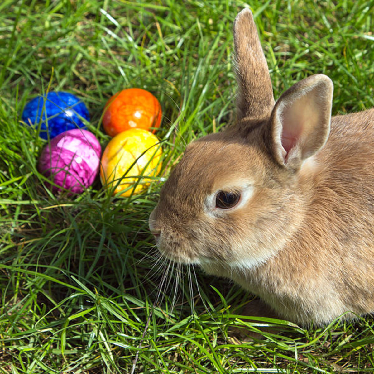 easter-bunny-and-colored-eggs-traditions-and-origins-hubpages