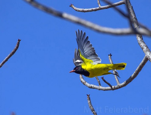 Fly to Kruger now. Its wonders, including the lovely black-headed eastern oriole, are waiting for you. Photo: Matt Feierabend.