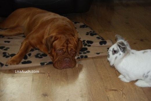 Rabbit and dogs living in a house together
