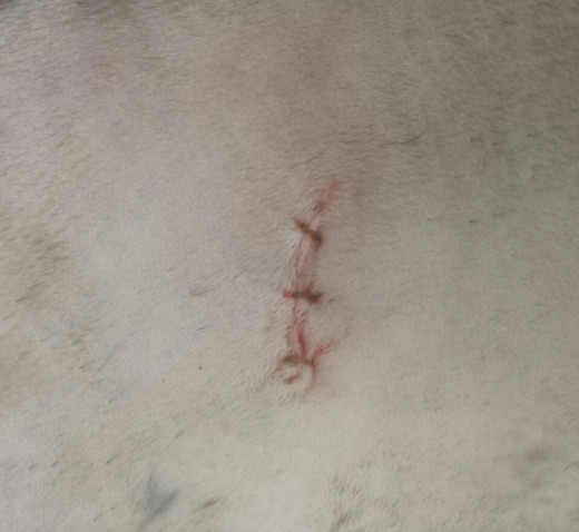 The small skin wound usually does not cause any problems after a spay. These are dissolvable sutures with the knots buried under the skin.