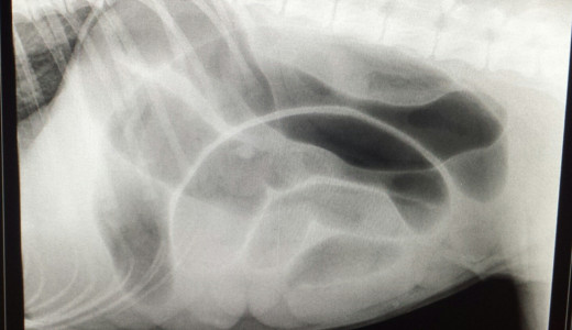 Radiograph from a dog with an obstructed bowel- note the gas-filled loops of gut