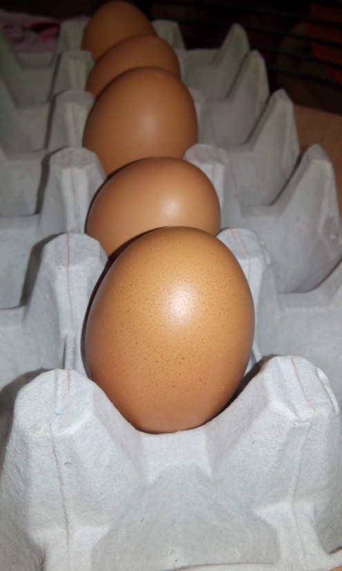 Empty egg shells on the egg tray