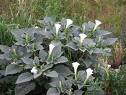 Jimsonweed luxuriates knowing its deadly poison keeps predators away.