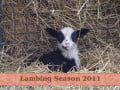 Lambing Season 2011