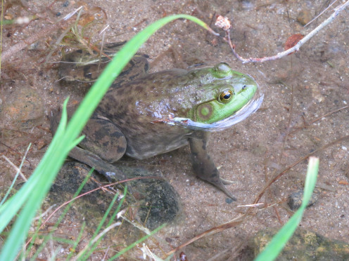 Frog in the shallow water of the lake. 