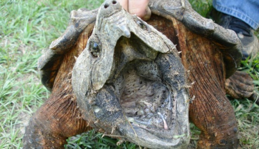An Alligator Snapping Turtle. All bite, not a lot of bark.