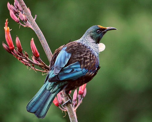 Male Tui on a flax flower stalk, with pollen on its head. Photo Credit - http://en.wikipedia.org/wiki/Tui_(bird)
